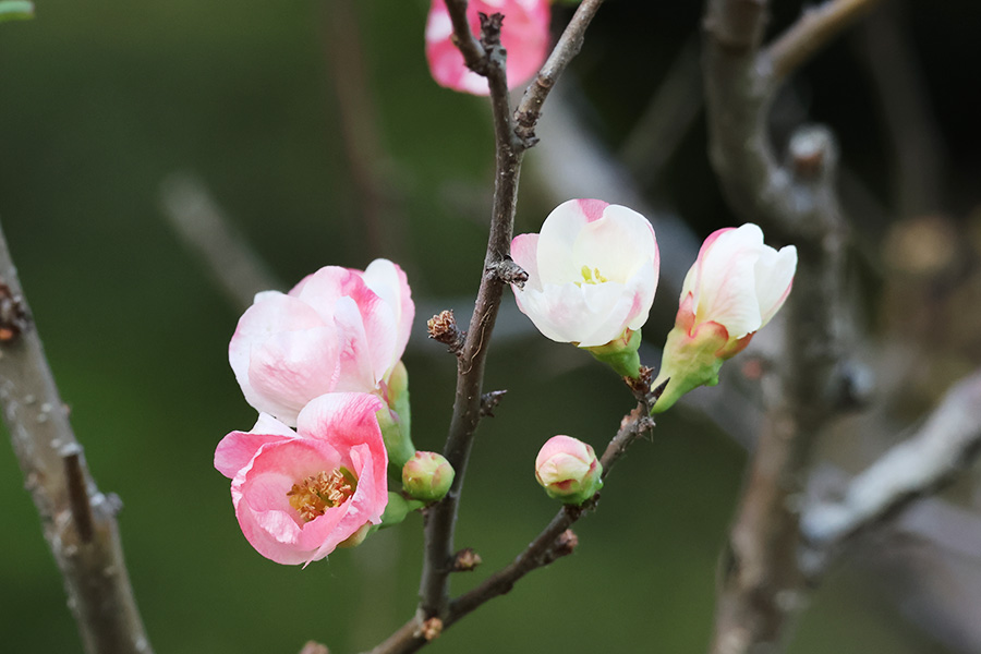 木瓜
