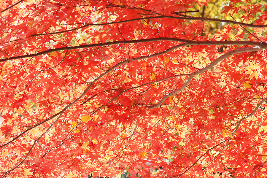 紅葉