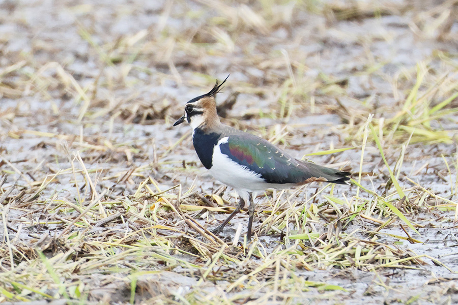 タゲリ