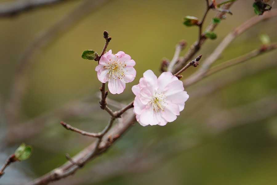 公園のひとこま