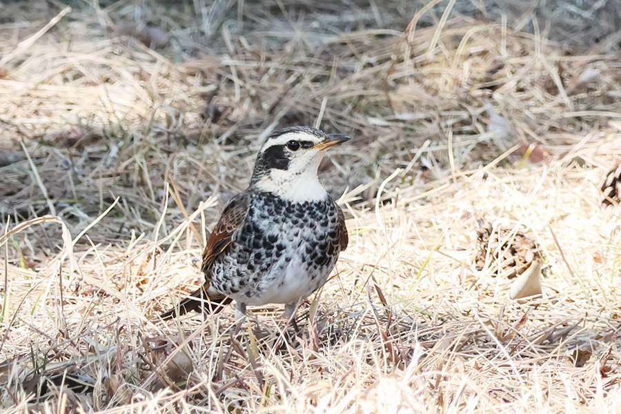 ツグミ