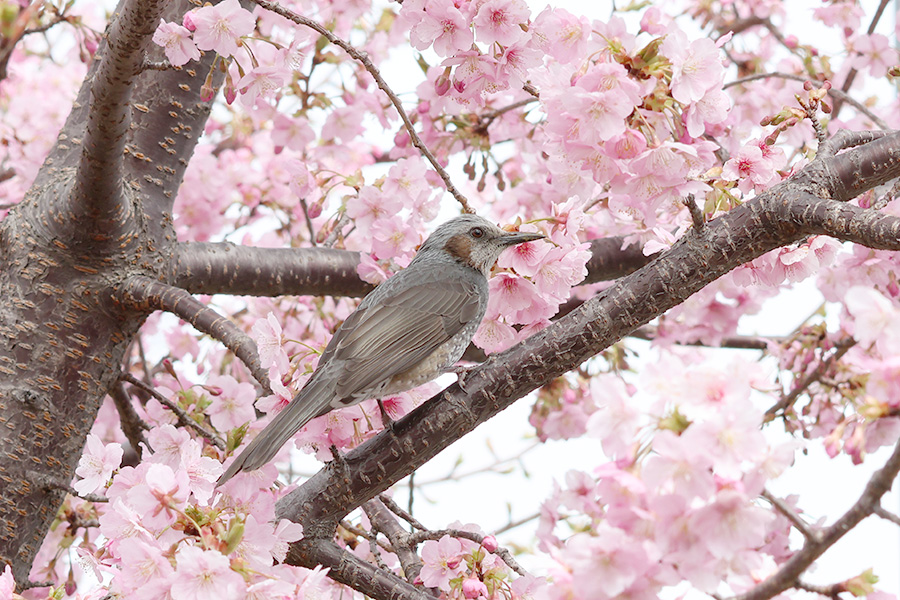 河津桜の咲くころ