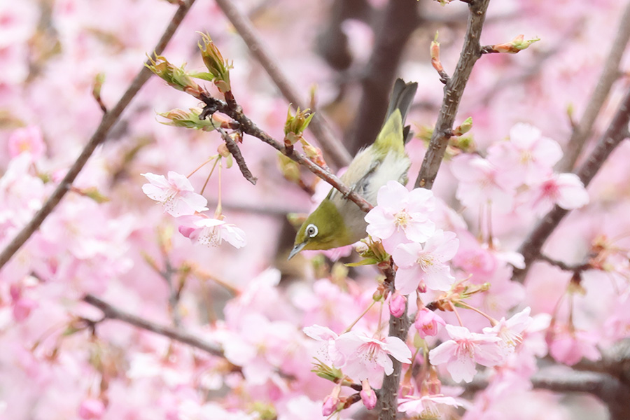 河津桜の咲くころ