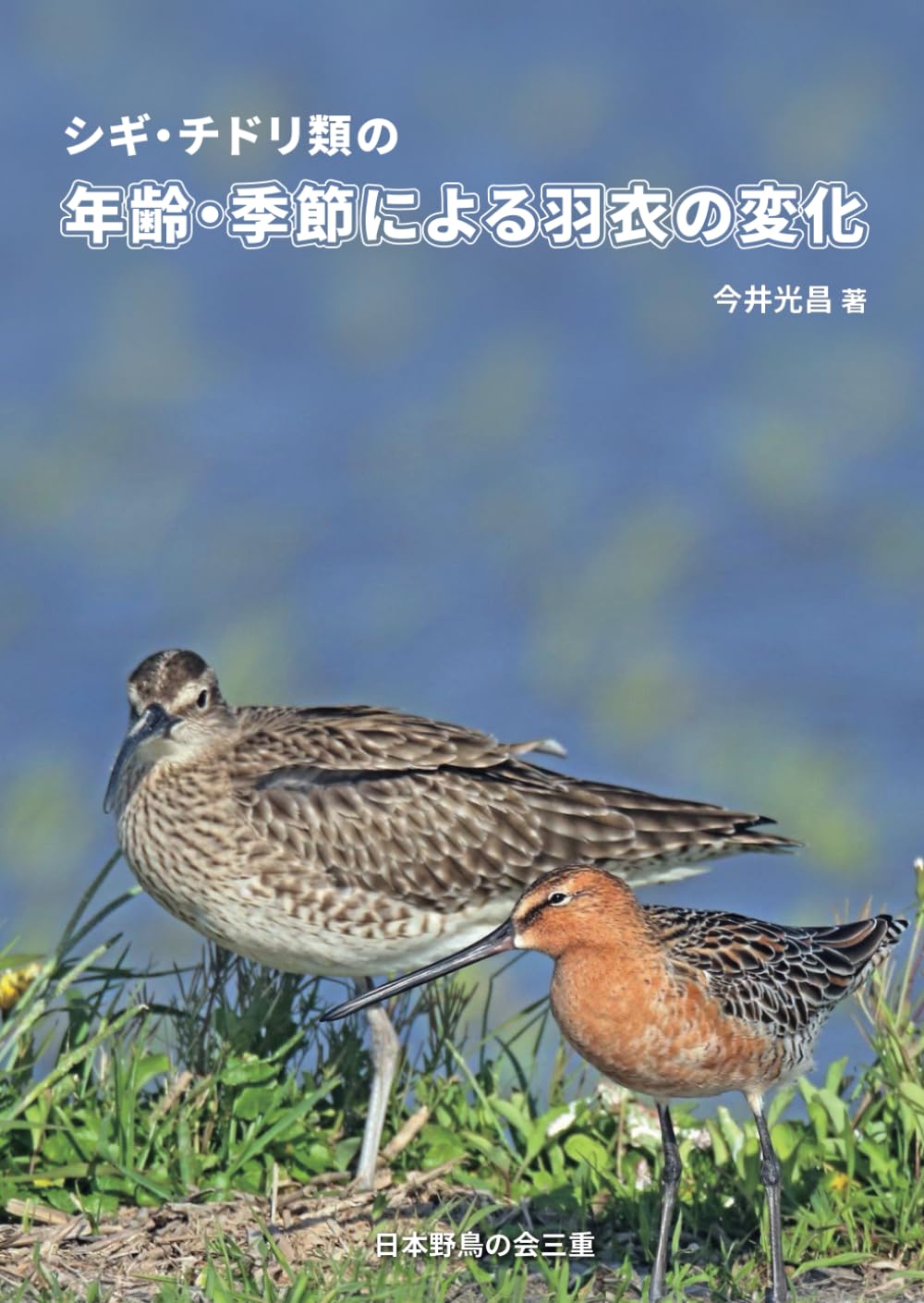 シギ・チドリ類の年齢・季節による羽衣の変化