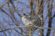 道南の鳥たち