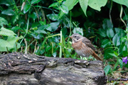 ハチジョウツグミ