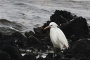 カラシラサギ