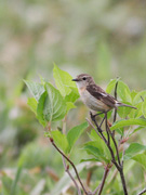 ノビタキ♀