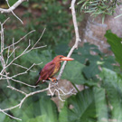 ELEAJVEr