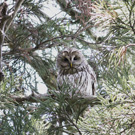 フクロウの画像