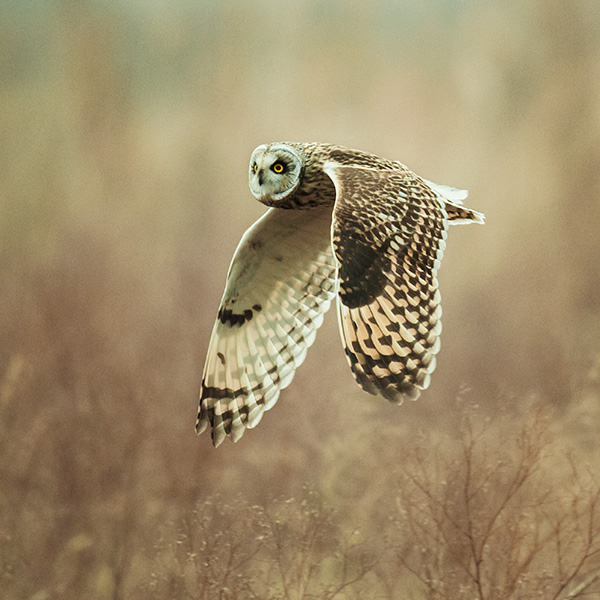 コミミズクの画像